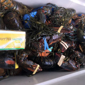 Live lobsters and butter